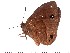  ( - DL14M-0055)  @14 [ ] Copyright (2015) David.C .Lees Cambridge University Department of Zoologyu
