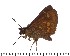  ( - DL-05-397)  @13 [ ] Copyright (2015) David.C .Lees Cambridge University Department of Zoologyu