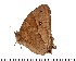  ( - DL-SG46)  @11 [ ] Copyright (2015) David.C .Lees Cambridge University Department of Zoologyu