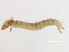 ( - BIOUG12556-F06)  @12 [ ] CreativeCommons - Attribution (2014) CBG Photography Group Centre for Biodiversity Genomics