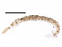  ( - I14-140-05)  @12 [ ] CreativeCommons - Attribution (2015) CBG Photography Group Centre for Biodiversity Genomics