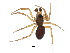  (Agyneta perspicua - SC14-116-01)  @15 [ ] CreativeCommons - Attribution (2015) CBG Photography Group Centre for Biodiversity Genomics