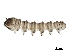 (Philorus - I14-250-24)  @11 [ ] CreativeCommons - Attribution (2015) CBG Photography Group Centre for Biodiversity Genomics