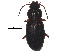  (Pterostichus empetricola - AR14-10-01)  @14 [ ] CreativeCommons - Attribution (2015) CBG Photography Group Centre for Biodiversity Genomics