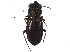  (Notiophilus sylvaticus - PF14-03-06)  @14 [ ] CreativeCommons - Attribution (2015) CBG Photography Group Centre for Biodiversity Genomics