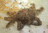  ( - 15-BMACGRV-00197)  @11 [ ] CreativeCommons - Attribution Non-Commercial Share-Alike (2018) Daniel H. Janzen Guanacaste Dry Forest Conservation Fund