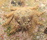  ( - 15-BMACGRV-00229)  @11 [ ] CreativeCommons - Attribution Non-Commercial Share-Alike (2018) Daniel H. Janzen Guanacaste Dry Forest Conservation Fund