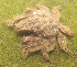  ( - 15-BMACGRV-00230)  @11 [ ] CreativeCommons - Attribution Non-Commercial Share-Alike (2018) Daniel H. Janzen Guanacaste Dry Forest Conservation Fund