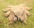  ( - 15-BMACGRV-00231)  @11 [ ] CreativeCommons - Attribution Non-Commercial Share-Alike (2018) Daniel H. Janzen Guanacaste Dry Forest Conservation Fund