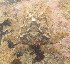  ( - 15-BMACGRV-00232)  @11 [ ] CreativeCommons - Attribution Non-Commercial Share-Alike (2018) Daniel H. Janzen Guanacaste Dry Forest Conservation Fund