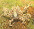  ( - 15-BMACGRV-00233)  @11 [ ] CreativeCommons - Attribution Non-Commercial Share-Alike (2018) Daniel H. Janzen Guanacaste Dry Forest Conservation Fund