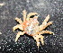  ( - 15-BMACGRV-00550)  @11 [ ] CreativeCommons - Attribution Non-Commercial Share-Alike (2018) Daniel H. Janzen Guanacaste Dry Forest Conservation Fund