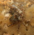  ( - 15-BMACGRV-00655)  @11 [ ] CreativeCommons - Attribution Non-Commercial Share-Alike (2018) Daniel H. Janzen Guanacaste Dry Forest Conservation Fund