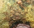  ( - 15-BMACGRV-00697)  @11 [ ] CreativeCommons - Attribution Non-Commercial Share-Alike (2018) Daniel H. Janzen Guanacaste Dry Forest Conservation Fund