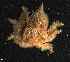  ( - 16-BMACGRV-01248)  @11 [ ] CreativeCommons - Attribution Non-Commercial Share-Alike (2018) Daniel H. Janzen Guanacaste Dry Forest Conservation Fund