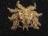  ( - 16-BMACGRV-01249)  @11 [ ] CreativeCommons - Attribution Non-Commercial Share-Alike (2018) Daniel H. Janzen Guanacaste Dry Forest Conservation Fund