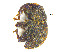 (Decilaus tfic sp. 04 - F41231)  @11 [ ] CreativeCommons - Attribution Non-Commercial Share-Alike (2010) Mingxin Liu University of Tasmania