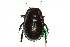  (Geoscapheus robustus - ANIC Database No.9 000220)  @14 [ ] CreativeCommons - Attribution (2010) CBG Photography Group Centre for Biodiversity Genomics