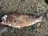  (Epinephelus polylepis - CH205EPGR.9)  @11 [ ] Copyright (c) (2022) Anuj Sharma IRD, University of Montpellier