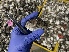  ( - MH116DIF.1)  @11 [ ] Copyright (c) (2022) Anuj Sharma IRD, University of Montpellier