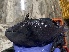  ( - MH116ONG.1)  @11 [ ] Copyright (c) (2022) Anuj Sharma IRD, University of Montpellier