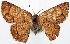  ( - BMNH(E) #817794)  @11 [ ] CreativeCommons - Attribution Share-Alike (2018) Unspecified Smithsonian Institution National Museum of Natural History