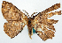  ( - BMNH(E) #817795)  @11 [ ] CreativeCommons - Attribution Share-Alike (2018) Unspecified Smithsonian Institution National Museum of Natural History
