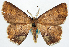  ( - BMNH(E) #817796)  @11 [ ] CreativeCommons - Attribution Share-Alike (2018) Unspecified Smithsonian Institution National Museum of Natural History