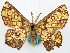  (Chrysocraspeda notata - BMNH(E) #817797)  @11 [ ] CreativeCommons - Attribution Share-Alike (2018) Unspecified Smithsonian Institution National Museum of Natural History