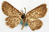  (Chrysocraspeda inornata - BMNH(E) #817800)  @11 [ ] CreativeCommons - Attribution Share-Alike (2018) Unspecified Smithsonian Institution National Museum of Natural History