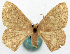  (Chrysocraspeda sordida - BMNH(E) #817801)  @11 [ ] CreativeCommons - Attribution Share-Alike (2018) Unspecified Smithsonian Institution National Museum of Natural History