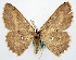  (Chrysocraspeda albidisca - BMNH(E) #817813)  @11 [ ] CreativeCommons - Attribution Share-Alike (2018) Unspecified Smithsonian Institution National Museum of Natural History
