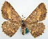  ( - BMNH(E) #817814)  @11 [ ] CreativeCommons - Attribution Share-Alike (2018) Unspecified Smithsonian Institution National Museum of Natural History