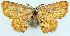 ( - BMNH(E) #817815)  @11 [ ] CreativeCommons - Attribution Share-Alike (2018) Unspecified Smithsonian Institution National Museum of Natural History