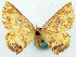  ( - BMNH(E) #817816)  @11 [ ] CreativeCommons - Attribution Share-Alike (2018) Unspecified Smithsonian Institution National Museum of Natural History