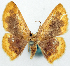  ( - BMNH(E) #817817)  @11 [ ] CreativeCommons - Attribution Share-Alike (2018) Unspecified Smithsonian Institution National Museum of Natural History