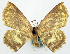  (Chrysocraspeda nebulifera - BMNH(E) #817819)  @11 [ ] CreativeCommons - Attribution Share-Alike (2018) Unspecified Smithsonian Institution National Museum of Natural History
