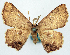  (Chrysocraspeda innotata - BMNH(E) #817821)  @11 [ ] CreativeCommons - Attribution Share-Alike (2018) Unspecified Smithsonian Institution National Museum of Natural History