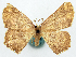  ( - BMNH(E) #817822)  @11 [ ] CreativeCommons - Attribution Share-Alike (2018) Unspecified Smithsonian Institution National Museum of Natural History