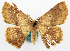  ( - BMNH(E) #817823)  @11 [ ] CreativeCommons - Attribution Share-Alike (2018) Unspecified Smithsonian Institution National Museum of Natural History
