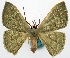  ( - BMNH(E) #817825)  @11 [ ] CreativeCommons - Attribution Share-Alike (2018) Unspecified Smithsonian Institution National Museum of Natural History