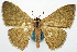  (Symmacra - BMNH(E) 817826)  @15 [ ] CreativeCommons - Attribution Share-Alike (2018) Unspecified Smithsonian Institution National Museum of Natural History
