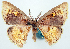  (Chrysocraspeda flavimacula - BMNH(E) #817831)  @11 [ ] CreativeCommons - Attribution Share-Alike (2018) Unspecified Smithsonian Institution National Museum of Natural History