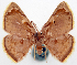  ( - BMNH(E) #817832)  @11 [ ] CreativeCommons - Attribution Share-Alike (2018) Unspecified Smithsonian Institution National Museum of Natural History