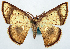  (Chrysocraspeda eutmeta - BMNH(E) #817833)  @11 [ ] CreativeCommons - Attribution Share-Alike (2018) Unspecified Smithsonian Institution National Museum of Natural History