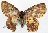  (Chrysocraspeda dinawa - BMNH(E) #817834)  @11 [ ] CreativeCommons - Attribution Share-Alike (2018) Unspecified Smithsonian Institution National Museum of Natural History