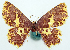  ( - BMNH(E) #817835)  @11 [ ] CreativeCommons - Attribution Share-Alike (2018) Unspecified Smithsonian Institution National Museum of Natural History