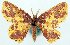  ( - BMNH(E) #817836)  @11 [ ] CreativeCommons - Attribution Share-Alike (2018) Unspecified Smithsonian Institution National Museum of Natural History
