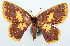  ( - BMNH(E) #817837)  @11 [ ] CreativeCommons - Attribution Share-Alike (2018) Unspecified Smithsonian Institution National Museum of Natural History