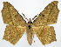  (Traminda aria - BMNH(E) #817838)  @11 [ ] CreativeCommons - Attribution Share-Alike (2018) Unspecified Smithsonian Institution National Museum of Natural History